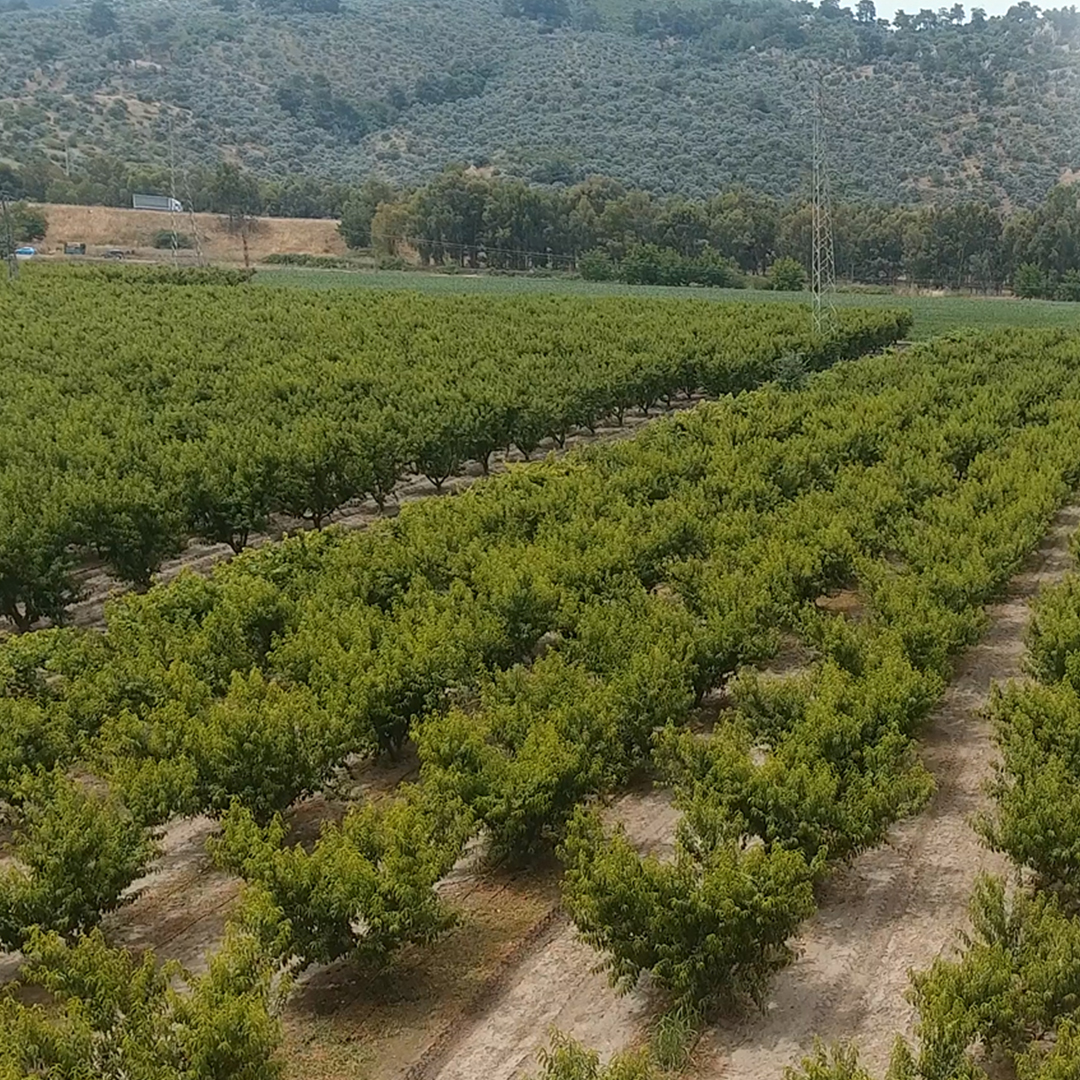 Vitality Fruits Farm